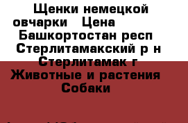 Щенки немецкой овчарки › Цена ­ 30 000 - Башкортостан респ., Стерлитамакский р-н, Стерлитамак г. Животные и растения » Собаки   